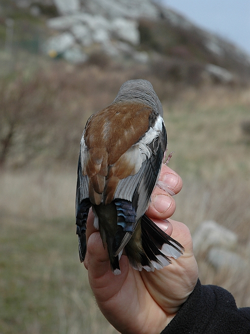 Hawfinch, Sundre 20060502